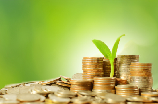 money coins pile and young tree on green background in banking concept